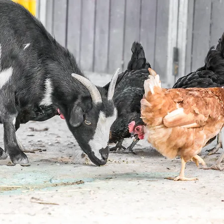 منتجع Masseria Elysium 3*