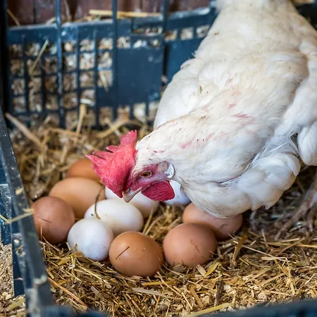 Masseria Elysium 3* Mesagne